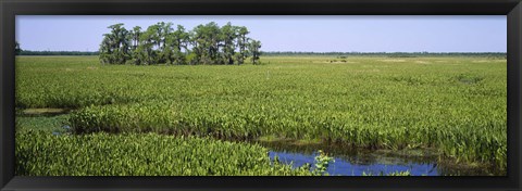 Framed Plants on a wetland, Jean Lafitte National Historical Park And Preserve, New Orleans, Louisiana, USA Print