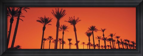 Framed Silhouette of date palm trees in a row, Phoenix, Arizona, USA Print