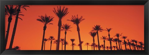Framed Silhouette of date palm trees in a row, Phoenix, Arizona, USA Print