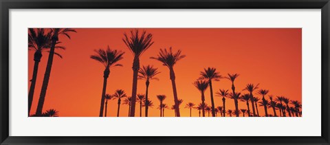 Framed Silhouette of date palm trees in a row, Phoenix, Arizona, USA Print