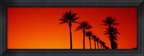 Framed Silhouette of Date Palm trees in a row at dawn, Phoenix, Arizona, USA Print