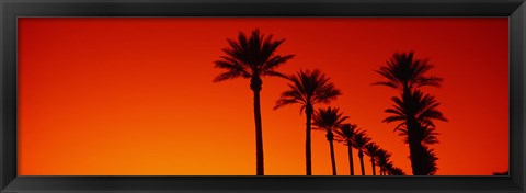 Framed Silhouette of Date Palm trees in a row at dawn, Phoenix, Arizona, USA Print