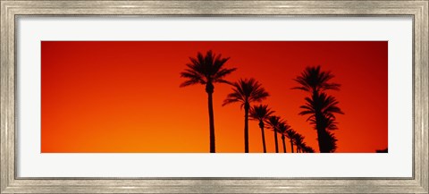 Framed Silhouette of Date Palm trees in a row at dawn, Phoenix, Arizona, USA Print