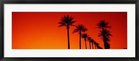 Framed Silhouette of Date Palm trees in a row at dawn, Phoenix, Arizona, USA Print