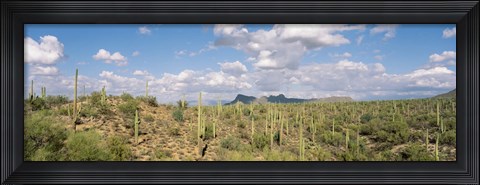 Framed Saguaro National Park Tucson AZ USA Print