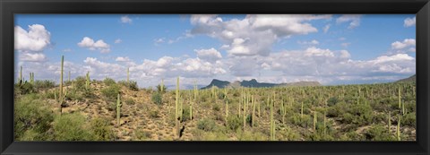 Framed Saguaro National Park Tucson AZ USA Print