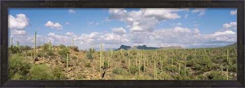 Framed Saguaro National Park Tucson AZ USA Print