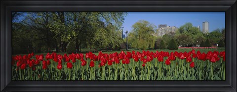 Framed Boston Public Garden, Massachusetts Print
