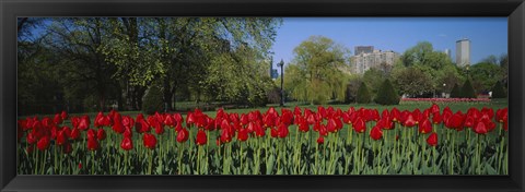 Framed Boston Public Garden, Massachusetts Print