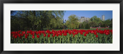 Framed Boston Public Garden, Massachusetts Print