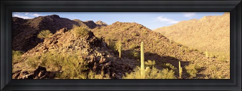 Framed Cactus plants on a landscape, Sierra Estrella Wilderness, Phoenix, Arizona, USA Print