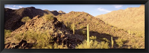 Framed Cactus plants on a landscape, Sierra Estrella Wilderness, Phoenix, Arizona, USA Print