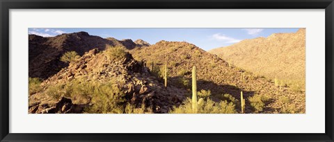 Framed Cactus plants on a landscape, Sierra Estrella Wilderness, Phoenix, Arizona, USA Print