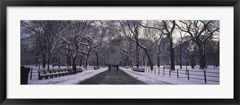 Framed Bare trees in a park, Central Park, New York City, New York State, USA Print