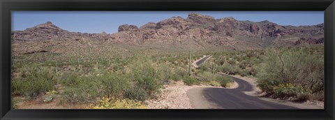 Framed USA, Arizona, Dreamy Draw Park, Cactus along a road Print