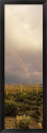 Framed Teddy-Bear Cholla and Saguaro cacti on a landscape, Sonoran Desert, Phoenix, Arizona, USA Print