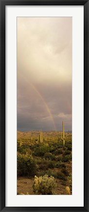 Framed Teddy-Bear Cholla and Saguaro cacti on a landscape, Sonoran Desert, Phoenix, Arizona, USA Print