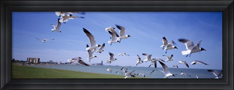 Framed Flock of seagulls flying on the beach, New York State, USA Print