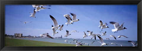 Framed Flock of seagulls flying on the beach, New York State, USA Print