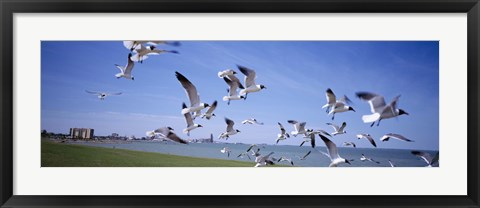 Framed Flock of seagulls flying on the beach, New York State, USA Print