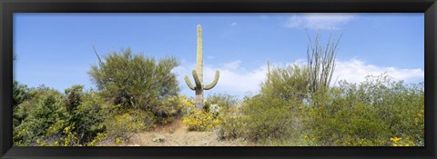 Framed Low angle view of a cactus among bushes, Tucson, Arizona, USA Print