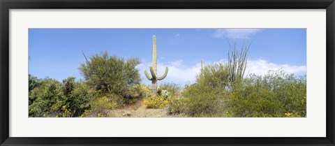Framed Low angle view of a cactus among bushes, Tucson, Arizona, USA Print