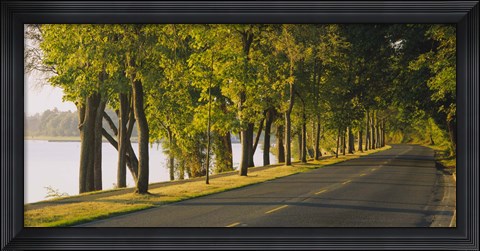 Framed Trees along a road, Lake Washington Boulevard, Seattle, Washington State, USA Print
