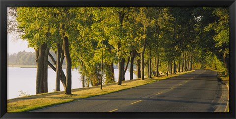 Framed Trees along a road, Lake Washington Boulevard, Seattle, Washington State, USA Print