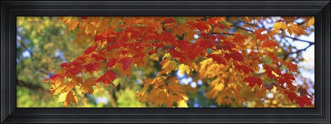 Framed Fall Foliage, Guilford, Baltimore City, Maryland, USA Print