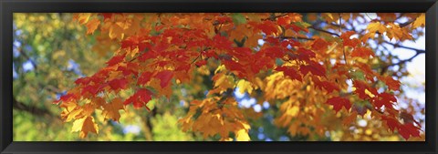 Framed Fall Foliage, Guilford, Baltimore City, Maryland, USA Print