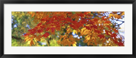 Framed Fall Foliage, Guilford, Baltimore City, Maryland, USA Print