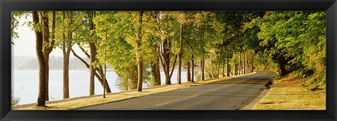 Framed Trees on both sides of a road, Lake Washington Boulevard, Seattle, Washington State, USA Print