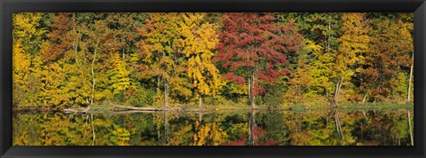 Framed Reflection of trees in water, Saratoga Springs, New York City, New York State, USA Print