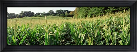 Framed Cornfield, Baltimore County, Maryland, USA Print