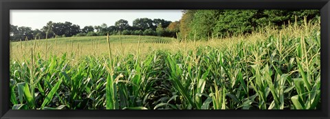 Framed Cornfield, Baltimore County, Maryland, USA Print