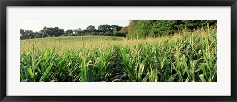 Framed Cornfield, Baltimore County, Maryland, USA Print