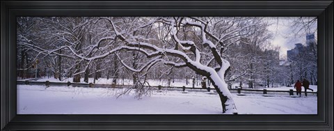 Framed Trees covered with snow in a park, Central Park, New York City, New York state, USA Print