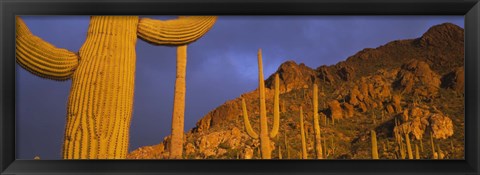 Framed Saguaro Cactus, Tucson, Arizona, USA Print