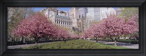 Framed Cherry Trees, Battery Park, NYC, New York City, New York State, USA Print