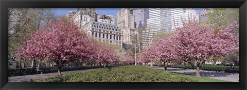 Framed Cherry Trees, Battery Park, NYC, New York City, New York State, USA Print