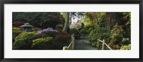 Framed Plants in a garden, Japanese Tea Garden, San Francisco, California, USA Print