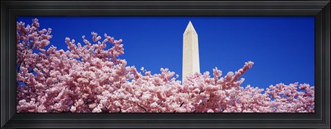 Framed Washington Monument and cherry blossoms, Washington DC Print