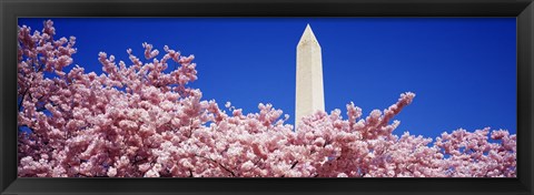 Framed Washington Monument and cherry blossoms, Washington DC Print