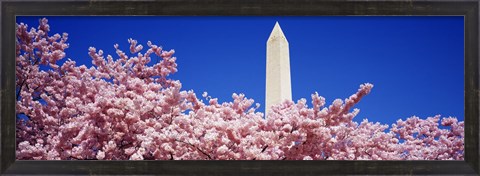 Framed Washington Monument and cherry blossoms, Washington DC Print