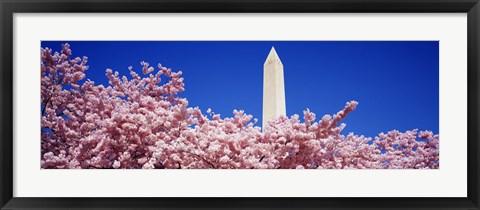 Framed Washington Monument and cherry blossoms, Washington DC Print