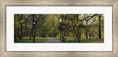 Framed Trees In A Park, Central Park, NYC, New York City, New York State, USA Print