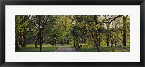 Framed Trees In A Park, Central Park, NYC, New York City, New York State, USA Print