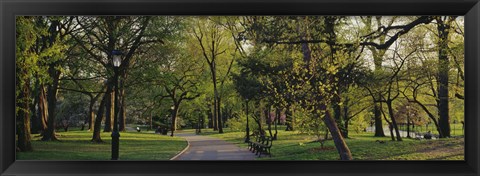 Framed Trees In A Park, Central Park, NYC, New York City, New York State, USA Print