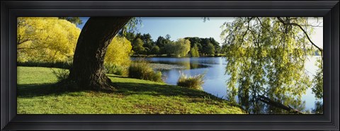 Framed Willow Tree By A Lake, Green Lake, Seattle, Washington State, USA Print