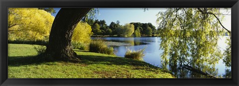 Framed Willow Tree By A Lake, Green Lake, Seattle, Washington State, USA Print